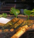 ParqueReptilandia03