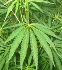 cannabis_01_bgiu1-652x300