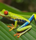 Red_eyed_tree_frog_edit2