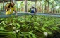 banana-wash