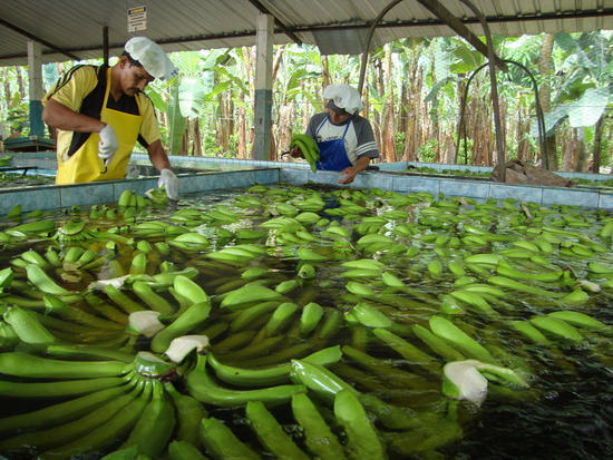 banana-wash