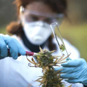 medical-marijuana-colombia- ...