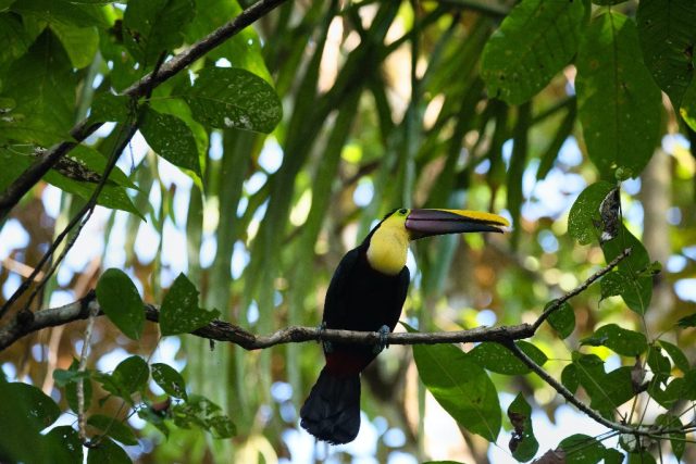 Tropical Escapes: Discovering Adventure and Relaxation in Costa Rica - Vimarsana News